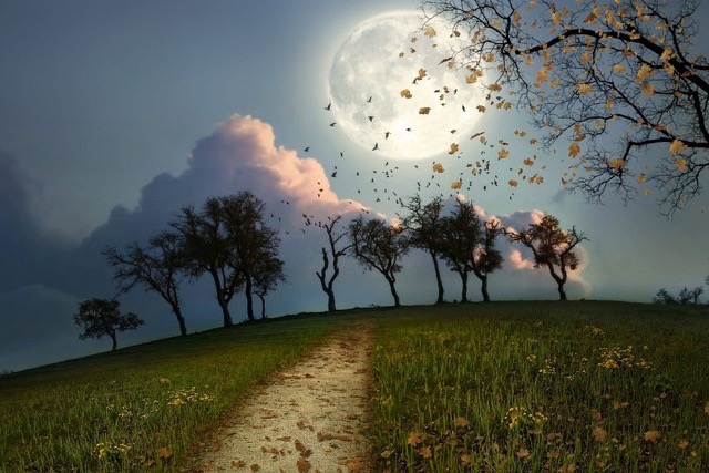 Night-Moon-Vogels-Flock-Bomen-Path-Sky-Landschap-Landschap-Stof-Zijde-Poster-Print-Woondecoratie-B0721-7.jpg_640x640